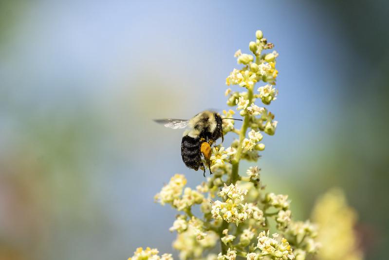 Bee on flower