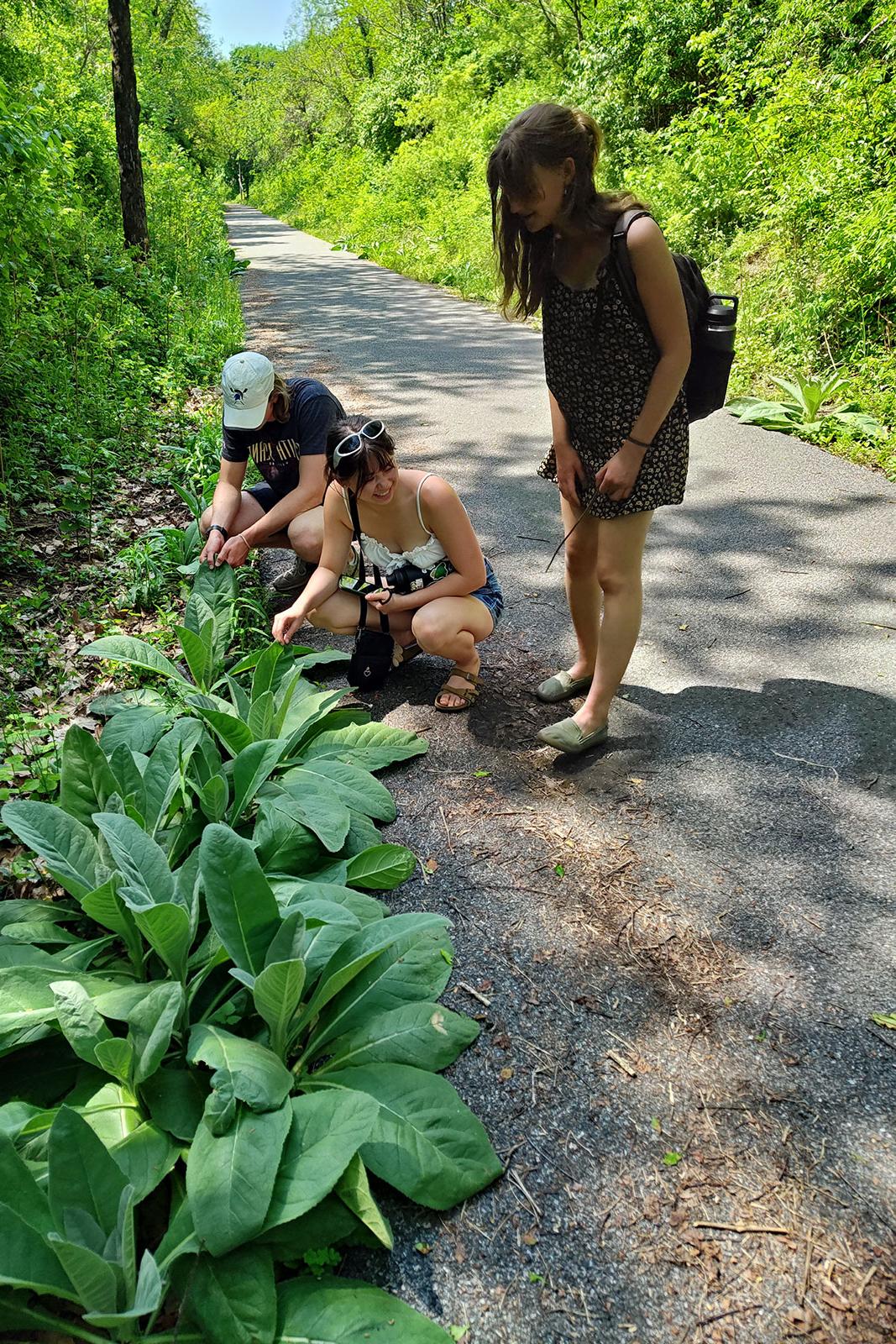 Permaculture Interns learn functions of wild plants 