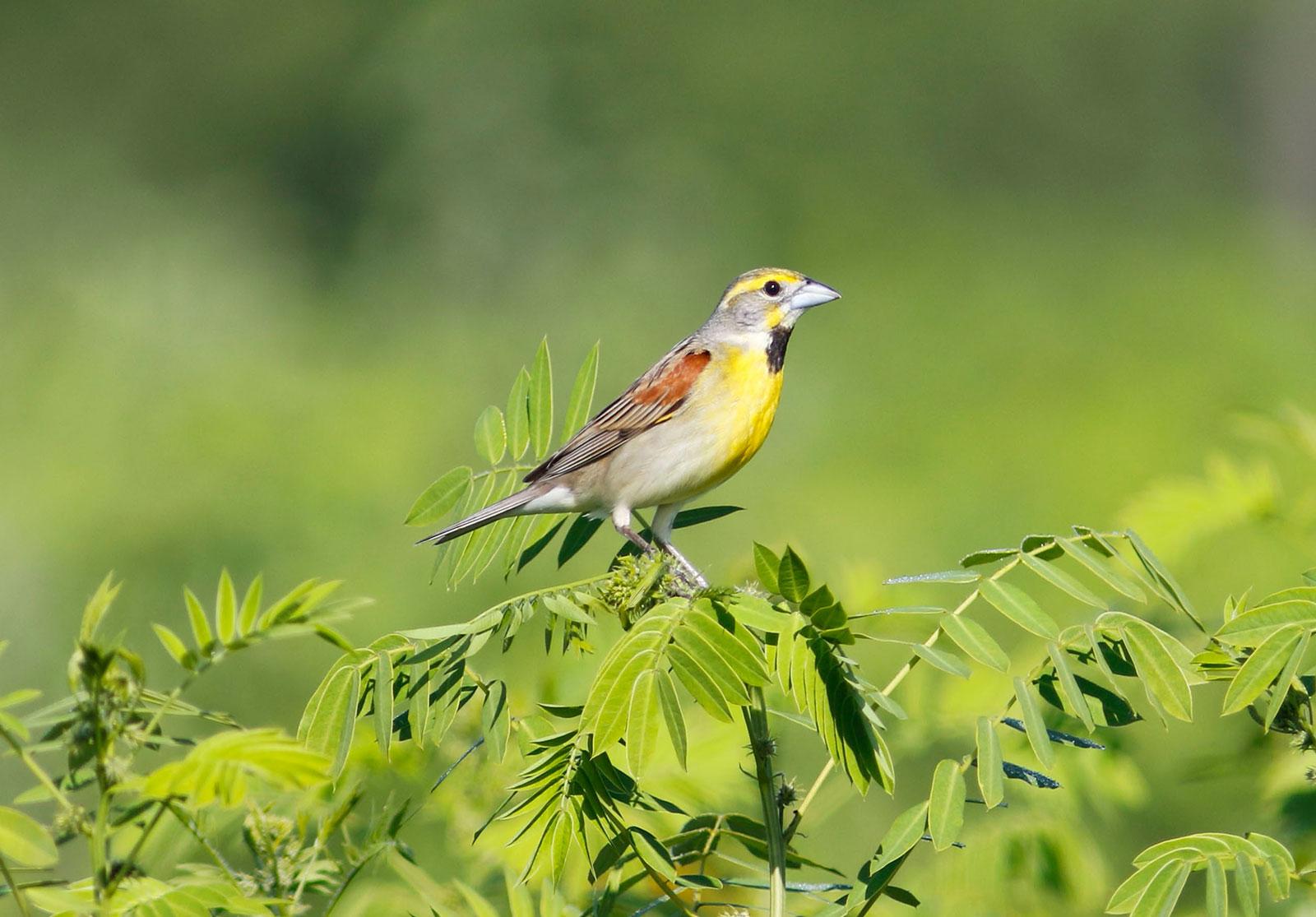 Dickcissel