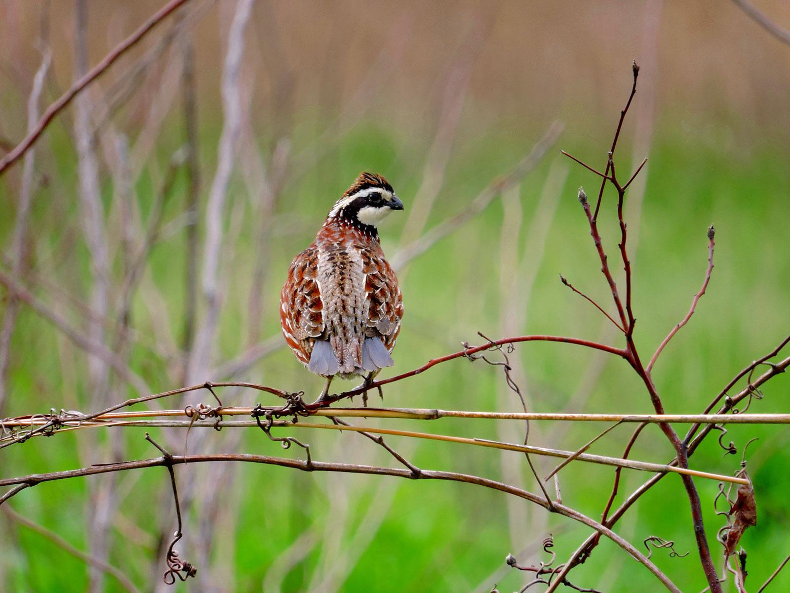 Northern Bobwhite Quail