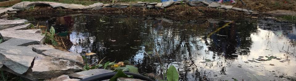 Campus garden pond