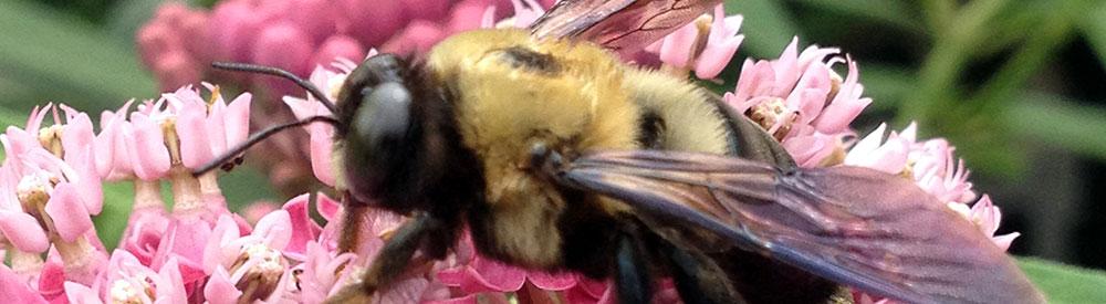 Bee on flower